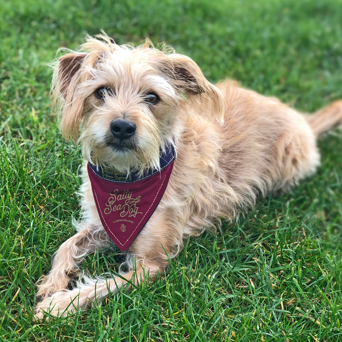 Military store dog bandanas